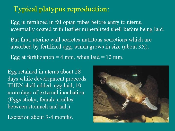 Typical platypus reproduction: Egg is fertilized in fallopian tubes before entry to uterus, eventually