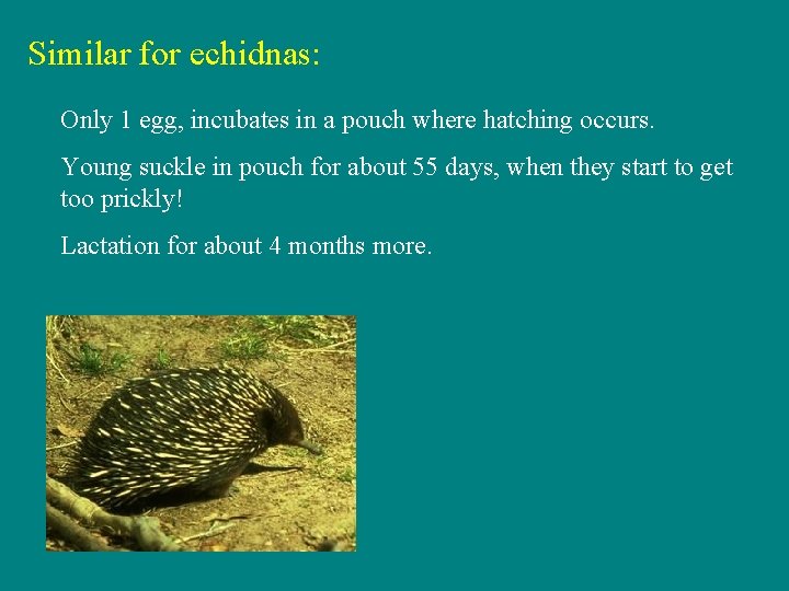 Similar for echidnas: Only 1 egg, incubates in a pouch where hatching occurs. Young