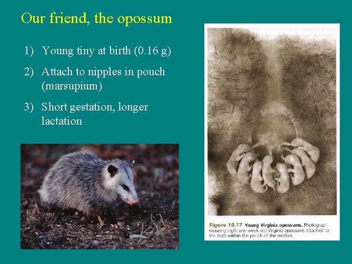 Our friend, the opossum 1) Young tiny at birth (0. 16 g) 2) Attach