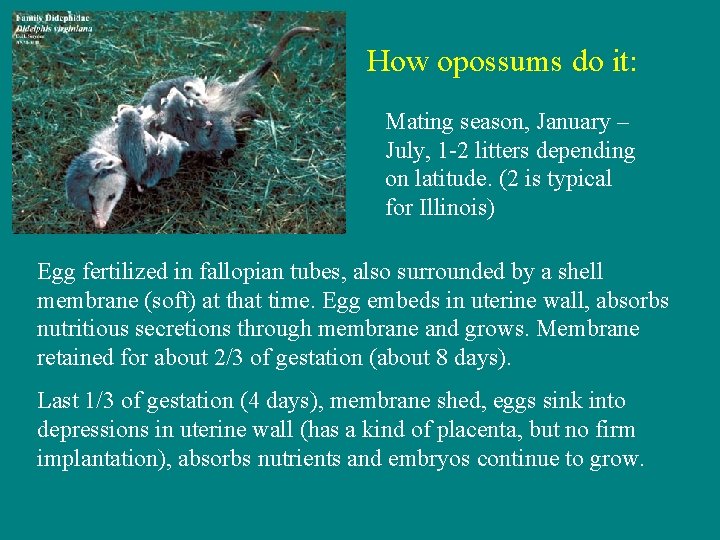 How opossums do it: Mating season, January – July, 1 -2 litters depending on