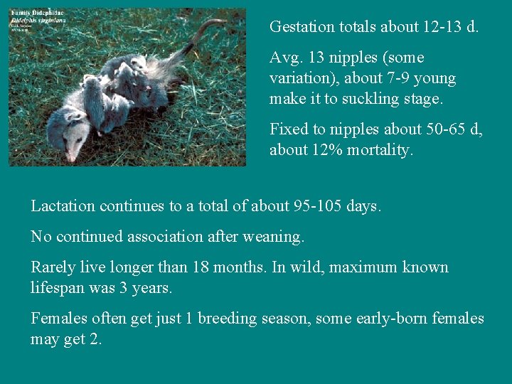 Gestation totals about 12 -13 d. Avg. 13 nipples (some variation), about 7 -9