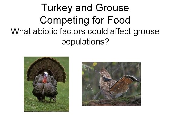 Turkey and Grouse Competing for Food What abiotic factors could affect grouse populations? 