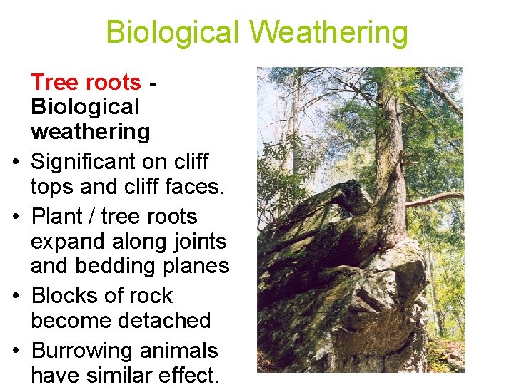 Biological Weathering • • Tree roots Biological weathering Significant on cliff tops and cliff
