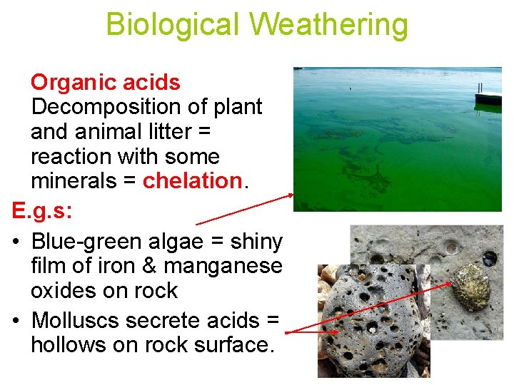 Biological Weathering Organic acids Decomposition of plant and animal litter = reaction with some