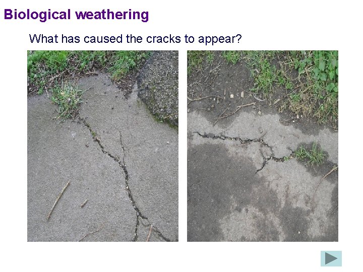 Biological weathering What has caused the cracks to appear? 