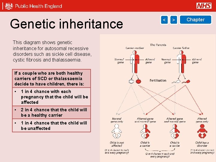 Genetic inheritance < > Chapter This diagram shows genetic inheritance for autosomal recessive disorders