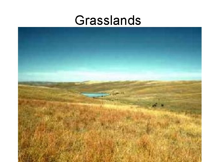 Grasslands 