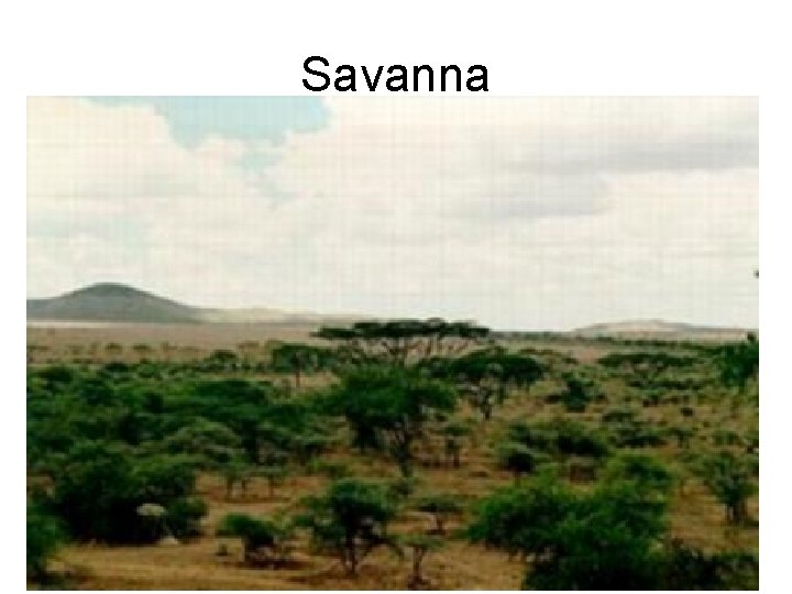 Savanna 