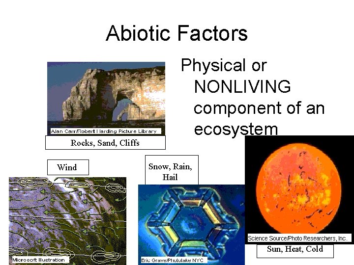 Abiotic Factors Rocks, Sand, Cliffs Wind Physical or NONLIVING component of an ecosystem Snow,