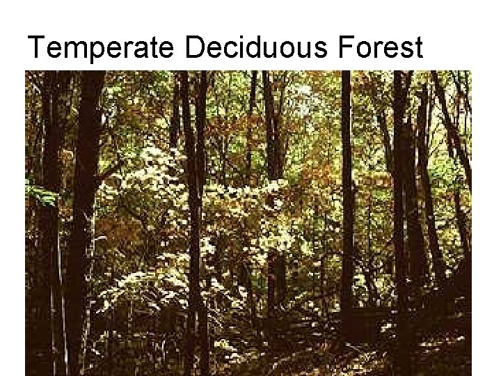 Temperate Deciduous Forest 