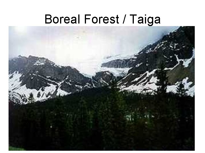 Boreal Forest / Taiga 