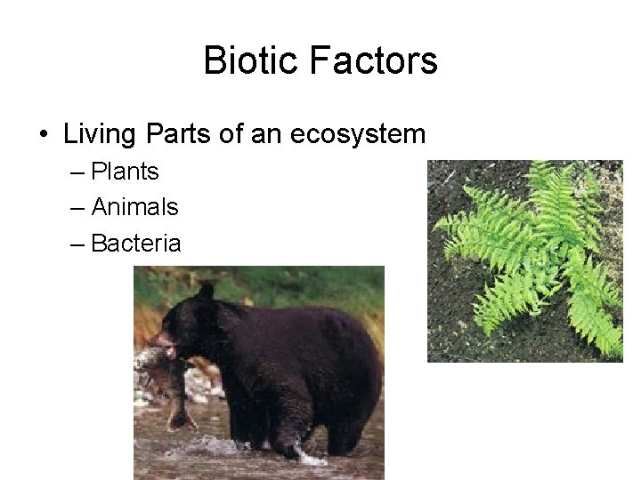 Biotic Factors • Living Parts of an ecosystem – Plants – Animals – Bacteria