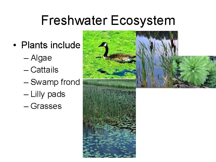Freshwater Ecosystem • Plants include – Algae – Cattails – Swamp frond – Lilly
