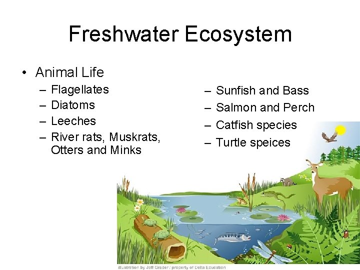 Freshwater Ecosystem • Animal Life – – Flagellates Diatoms Leeches River rats, Muskrats, Otters