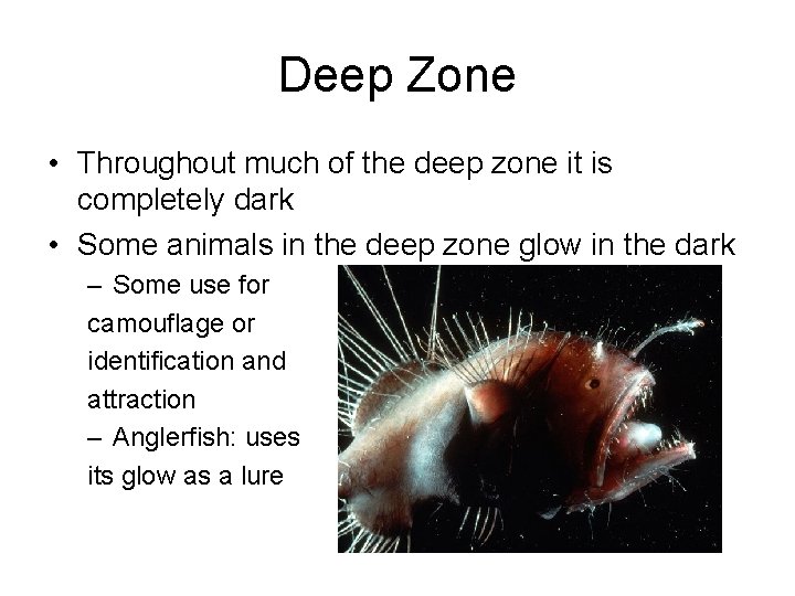 Deep Zone • Throughout much of the deep zone it is completely dark •
