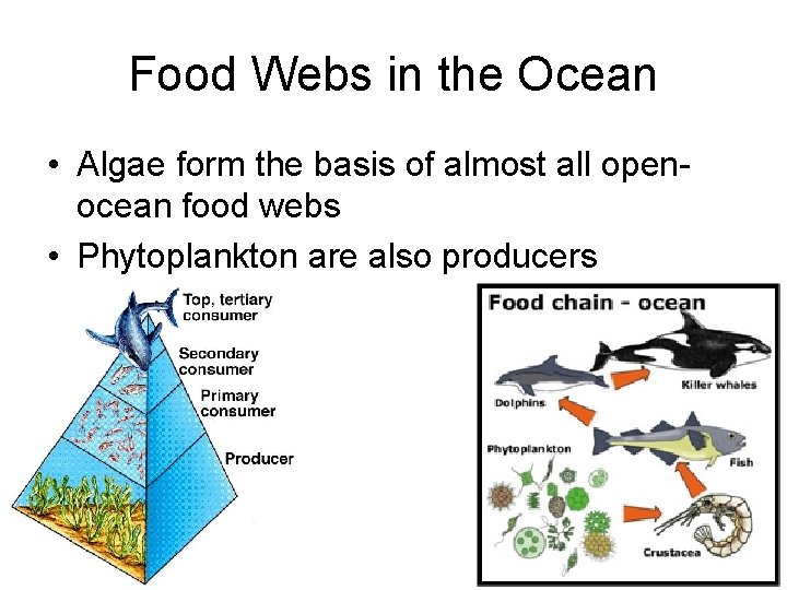 Food Webs in the Ocean • Algae form the basis of almost all openocean