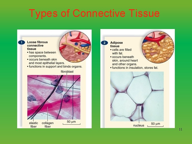 Types of Connective Tissue 11 