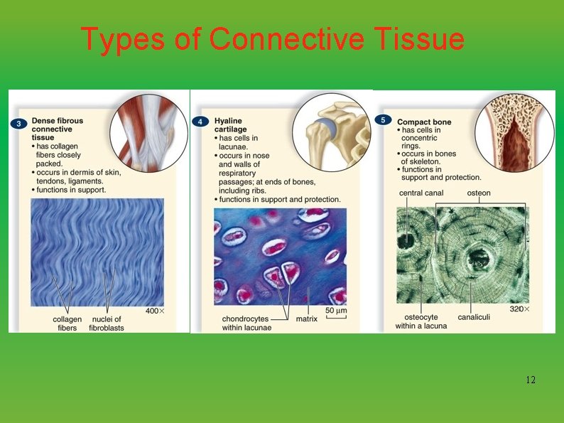 Types of Connective Tissue 12 