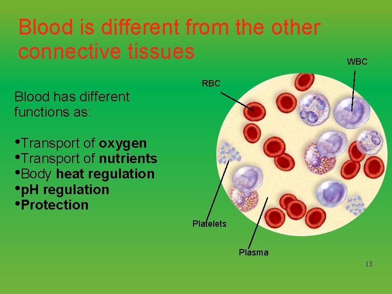 Blood is different from the other connective tissues WBC RBC Blood has different functions