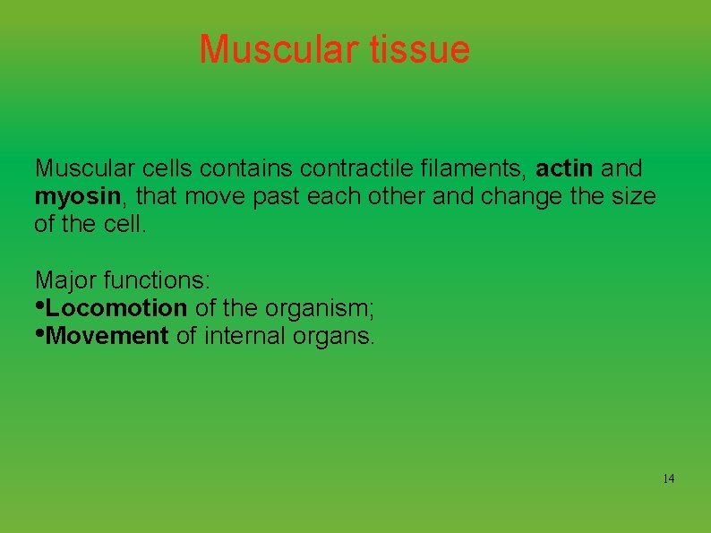 Muscular tissue Muscular cells contains contractile filaments, actin and myosin, that move past each