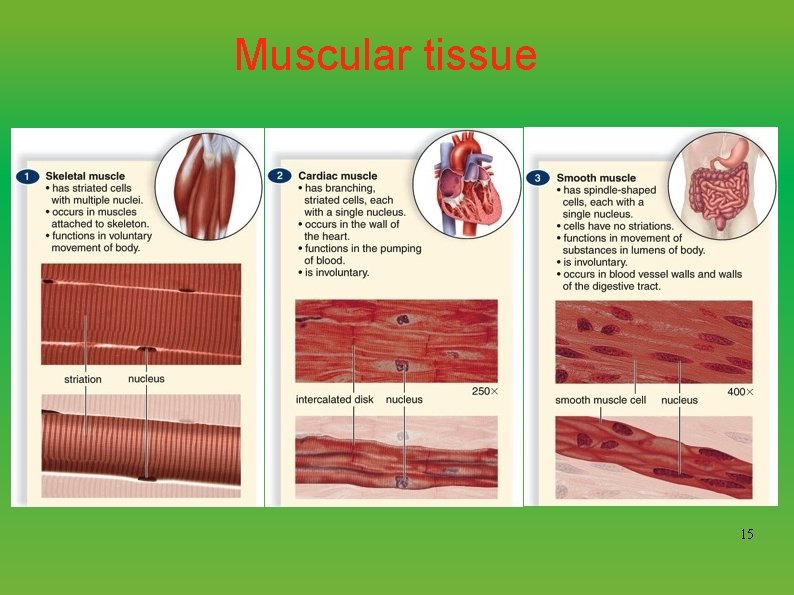 Muscular tissue 15 