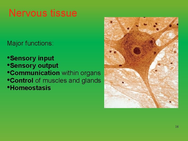 Nervous tissue Major functions: • Sensory input • Sensory output • Communication within organs