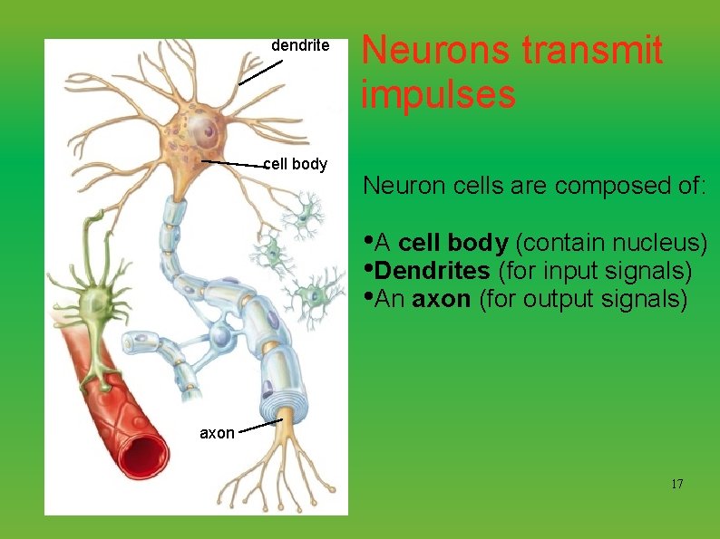 dendrite cell body Neurons transmit impulses Neuron cells are composed of: • A cell