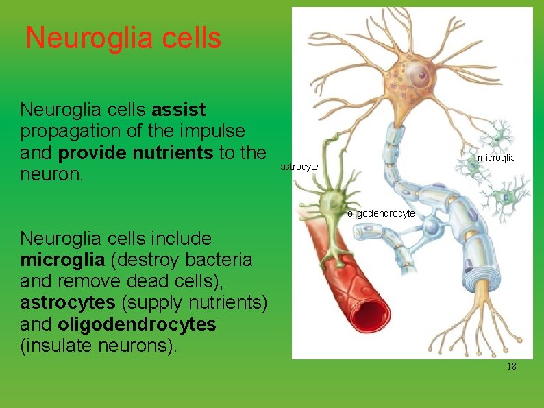 Neuroglia cells assist propagation of the impulse and provide nutrients to the neuron. microglia