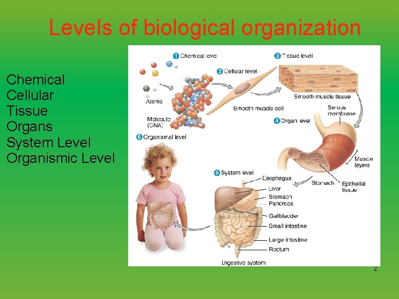 Levels of biological organization Chemical Cellular Tissue Organs System Level Organismic Level 2 