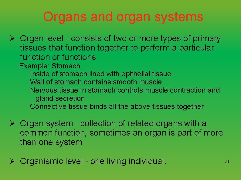 Organs and organ systems Ø Organ level - consists of two or more types