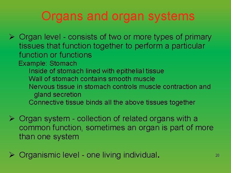 Organs and organ systems Ø Organ level - consists of two or more types