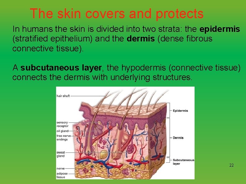 The skin covers and protects In humans the skin is divided into two strata: