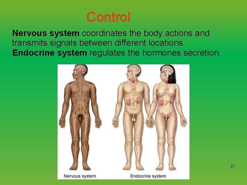 Control Nervous system coordinates the body actions and transmits signals between different locations. Endocrine
