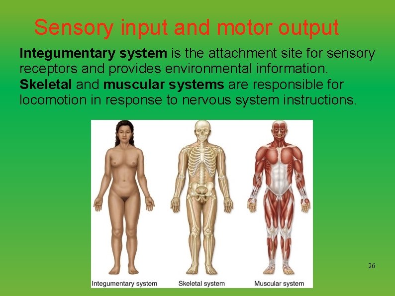 Sensory input and motor output Integumentary system is the attachment site for sensory receptors