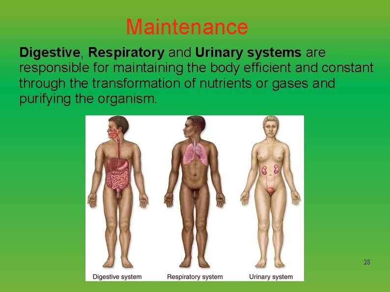 Maintenance Digestive, Respiratory and Urinary systems are responsible for maintaining the body efficient and