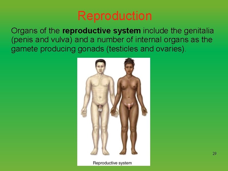 Reproduction Organs of the reproductive system include the genitalia (penis and vulva) and a