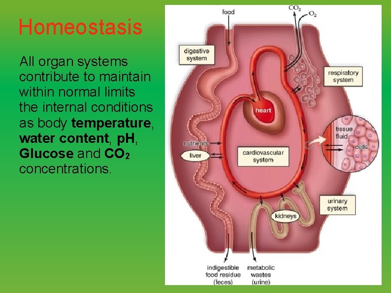 Homeostasis All organ systems contribute to maintain within normal limits the internal conditions as
