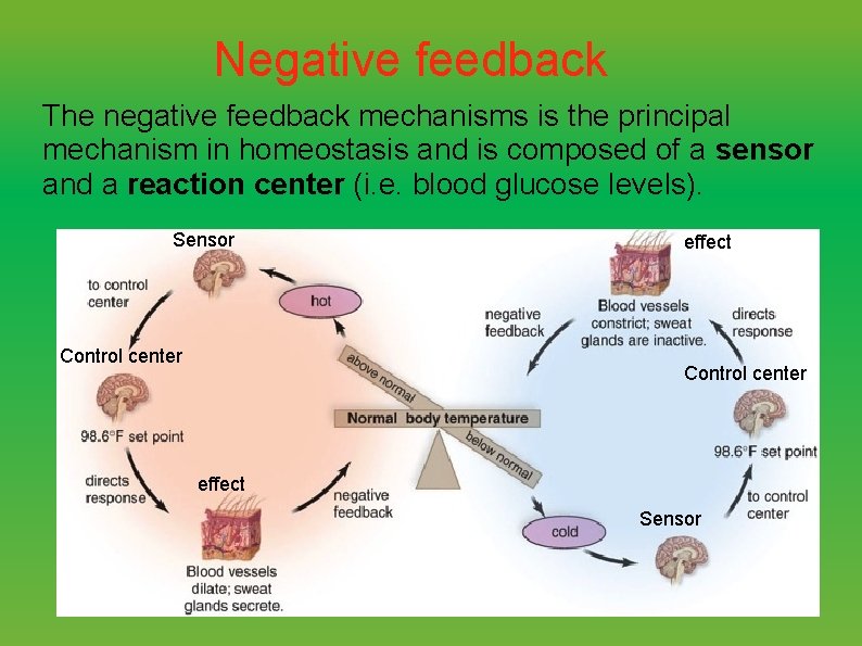 Negative feedback The negative feedback mechanisms is the principal mechanism in homeostasis and is