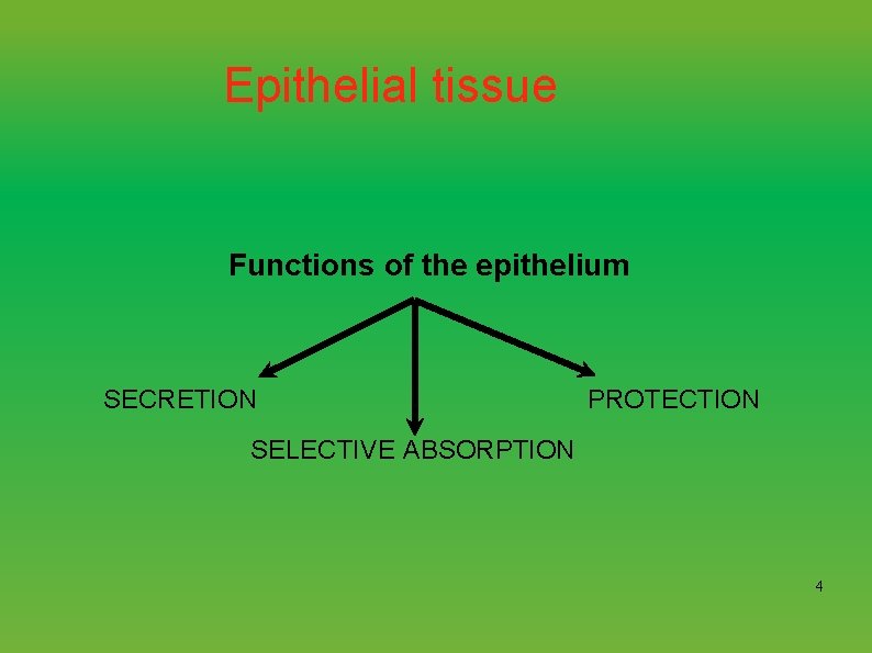 Epithelial tissue Functions of the epithelium SECRETION PROTECTION SELECTIVE ABSORPTION 4 