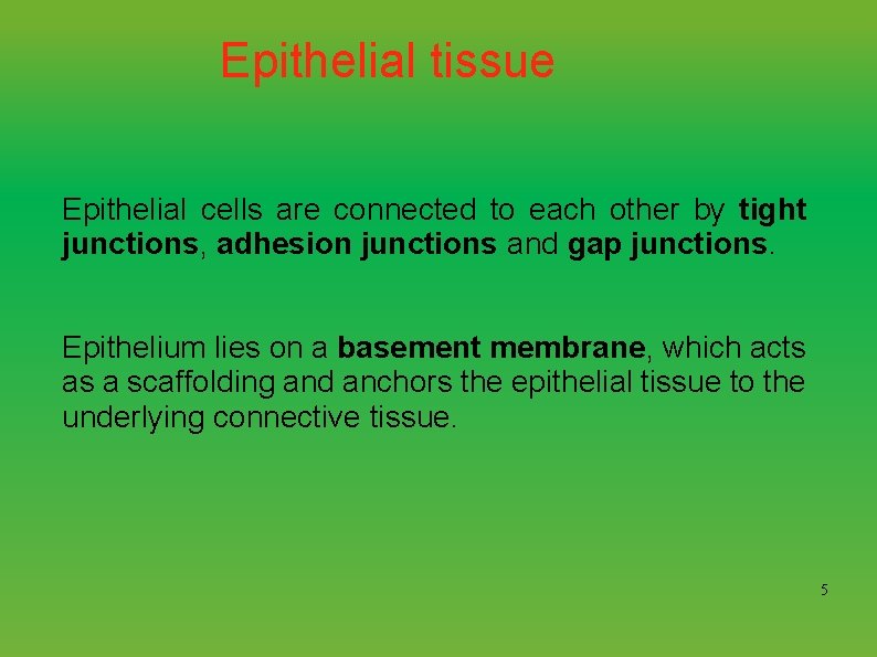 Epithelial tissue Epithelial cells are connected to each other by tight junctions, adhesion junctions