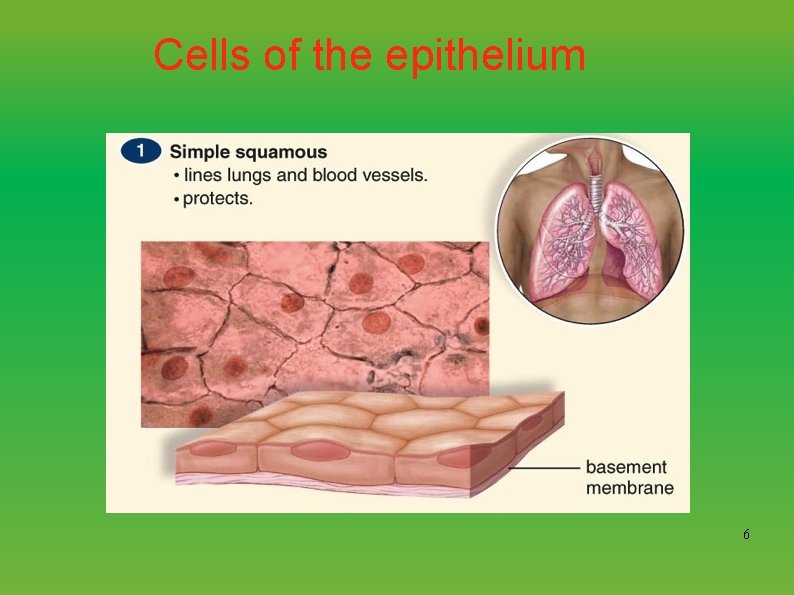 Cells of the epithelium 6 
