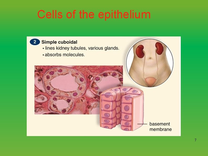 Cells of the epithelium 7 