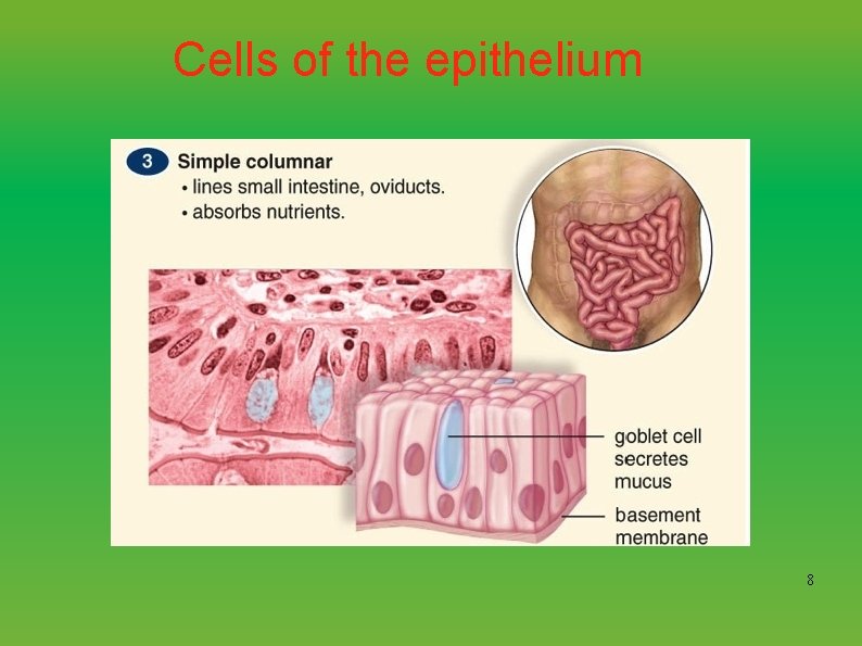 Cells of the epithelium 8 