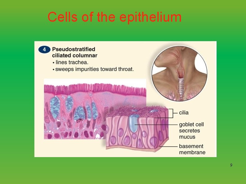 Cells of the epithelium 9 