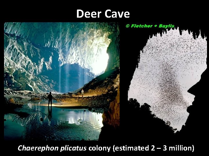 Deer Cave Chaerephon plicatus colony (estimated 2 – 3 million) 