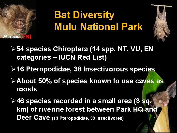 Bat Diversity Mulu National Park H. coxi (EN) Ø 54 species Chiroptera (14 spp.