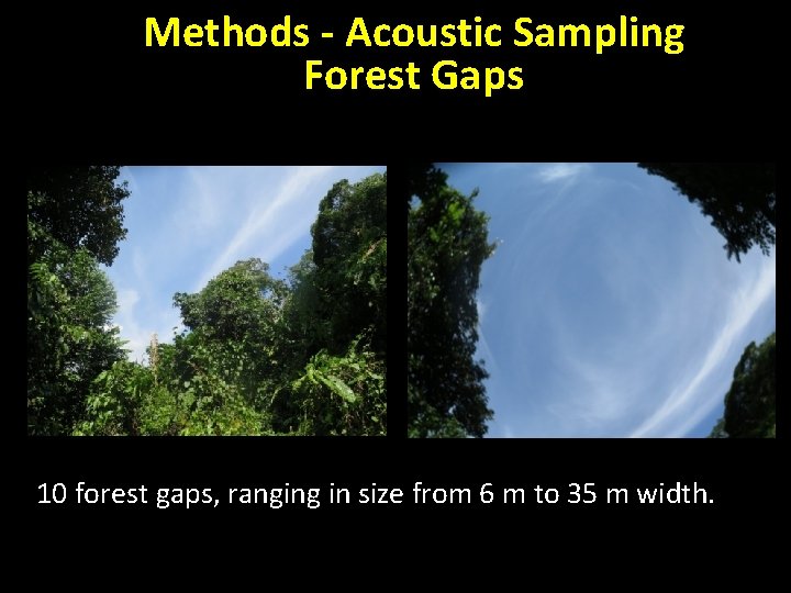 Methods - Acoustic Sampling Forest Gaps 10 forest gaps, ranging in size from 6