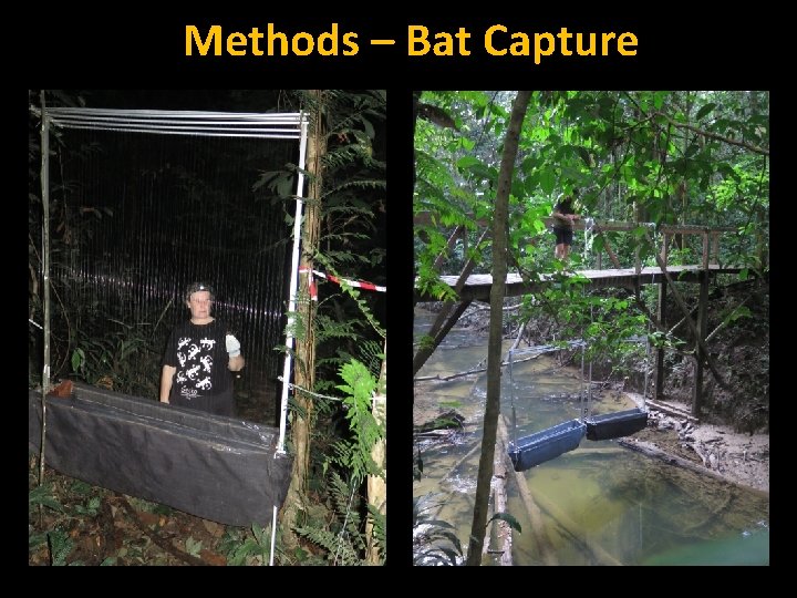 Methods – Bat Capture 