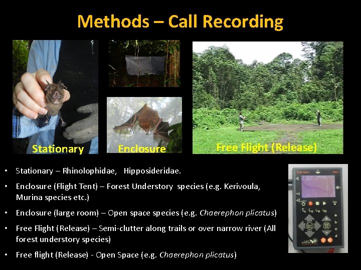 Methods – Call Recording Stationary Enclosure Free Flight (Release) • Stationary – Rhinolophidae, Hipposideridae.