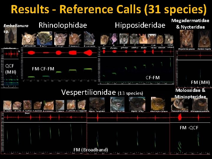 Results - Reference Calls (31 species) Emballonura sp. Rhinolophidae Hipposideridae Megadermatidae & Nycteridae Emballonura